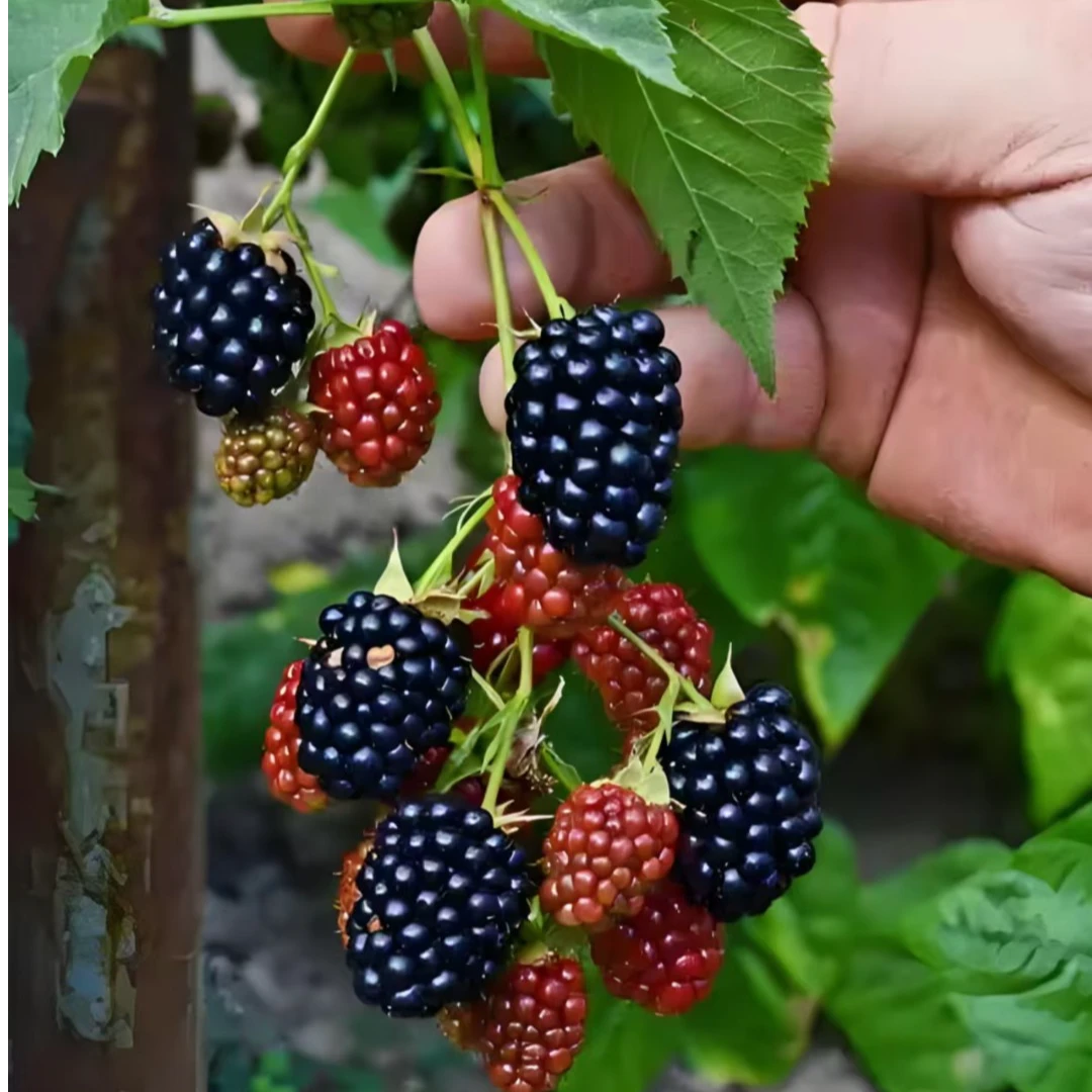 北科黑树莓苗热卖水果美国黑树莓苗黑莓树苗当年结果智利黑莓