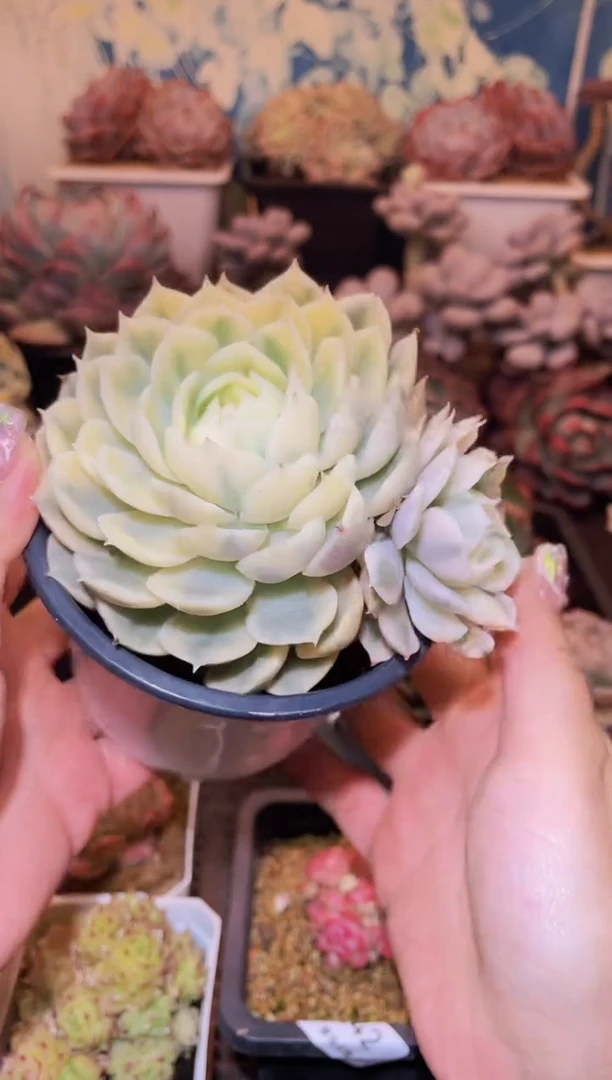 【闪购商品】248昂丝诺锦多肉