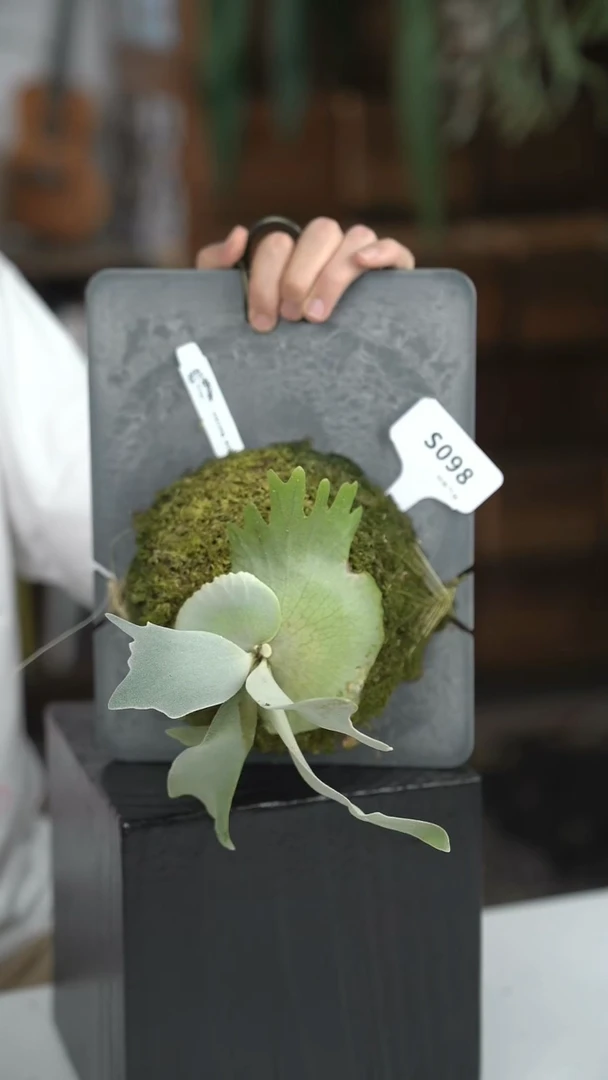 不开花植物S098-zombie鹿角蕨