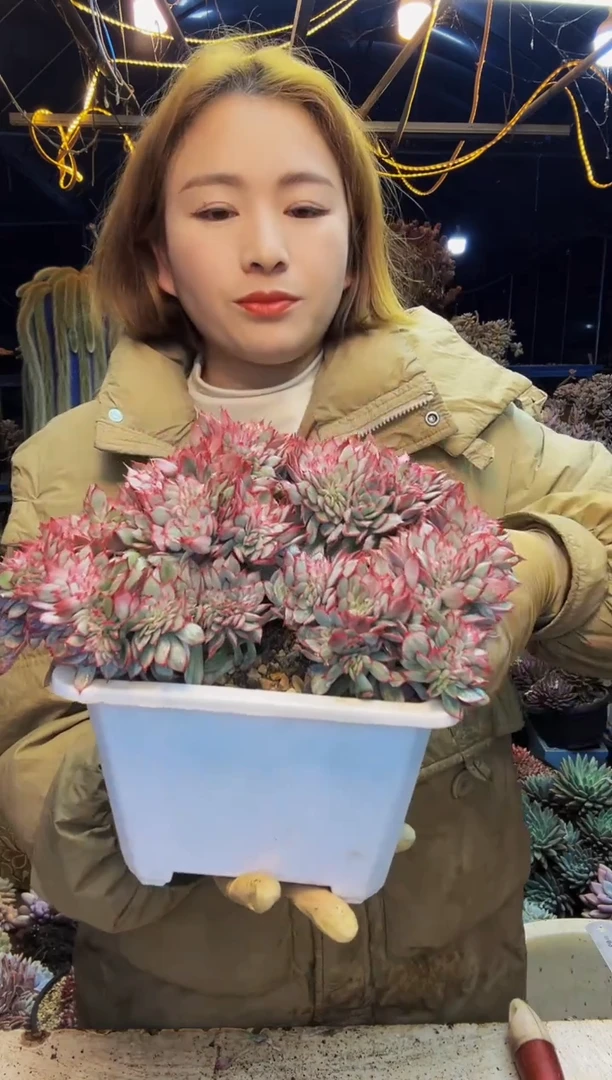 商****坊11号一物一拍脱土包邮商城