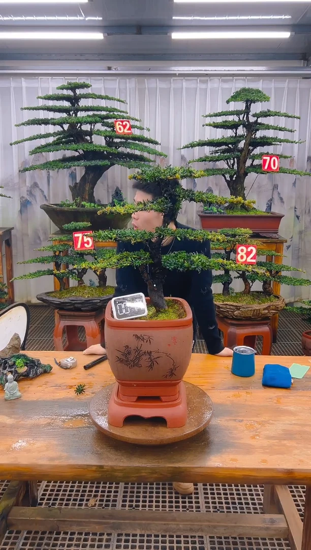 无花朵精品盆景直播间一物一拍
