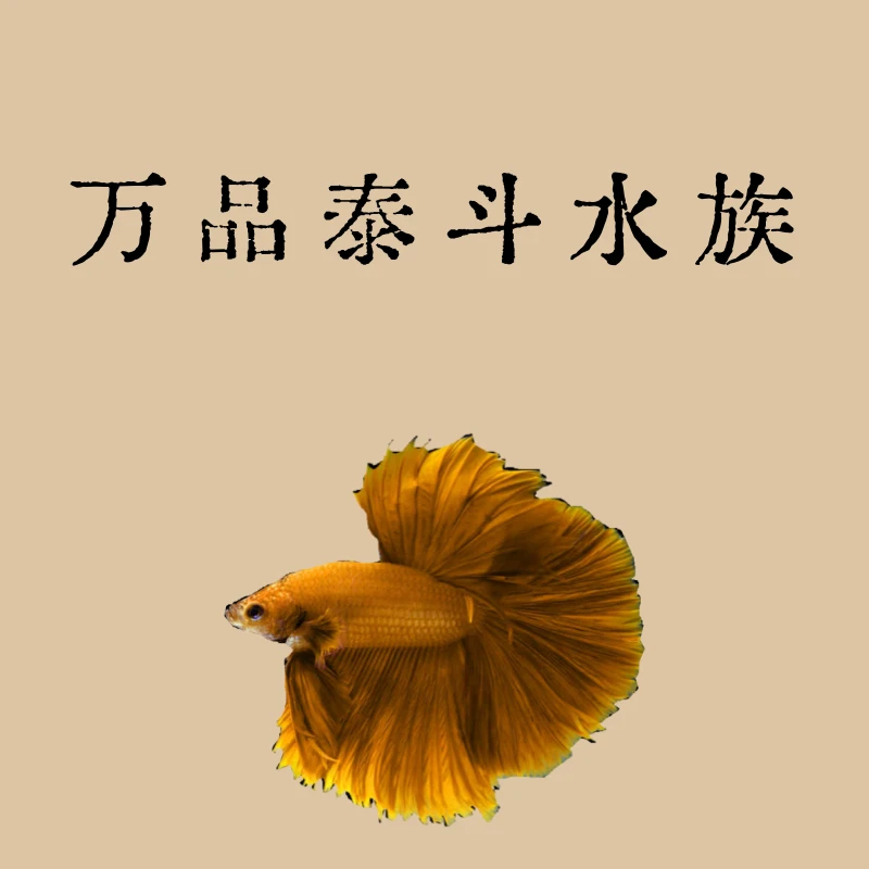 E2（25-48）泰国斗鱼精品鱼小型热带观赏鱼【直播间选鱼】