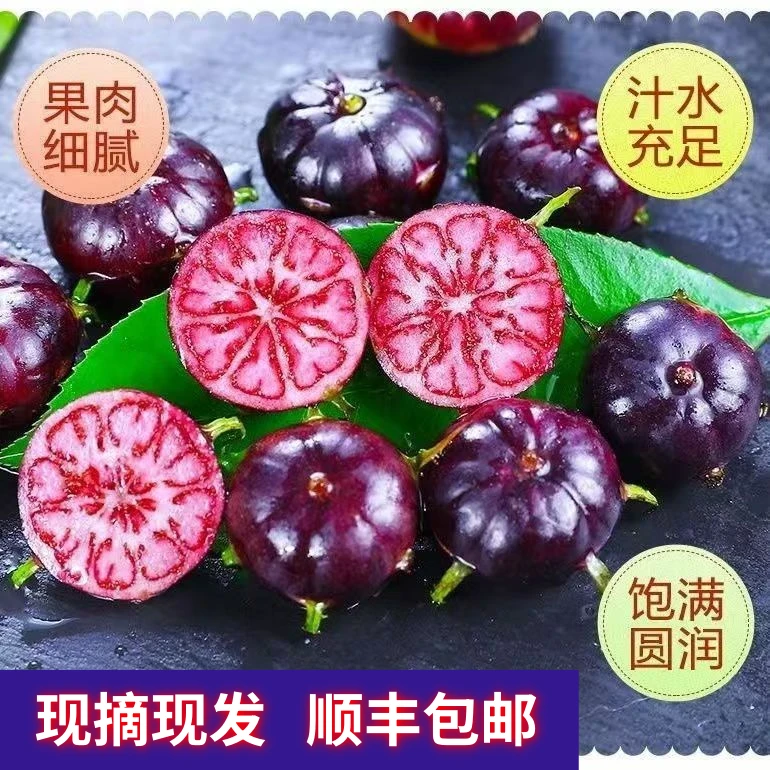 【顺丰包邮】云南红果参蜘蛛果算盘子深山精品现摘现发香甜多汁