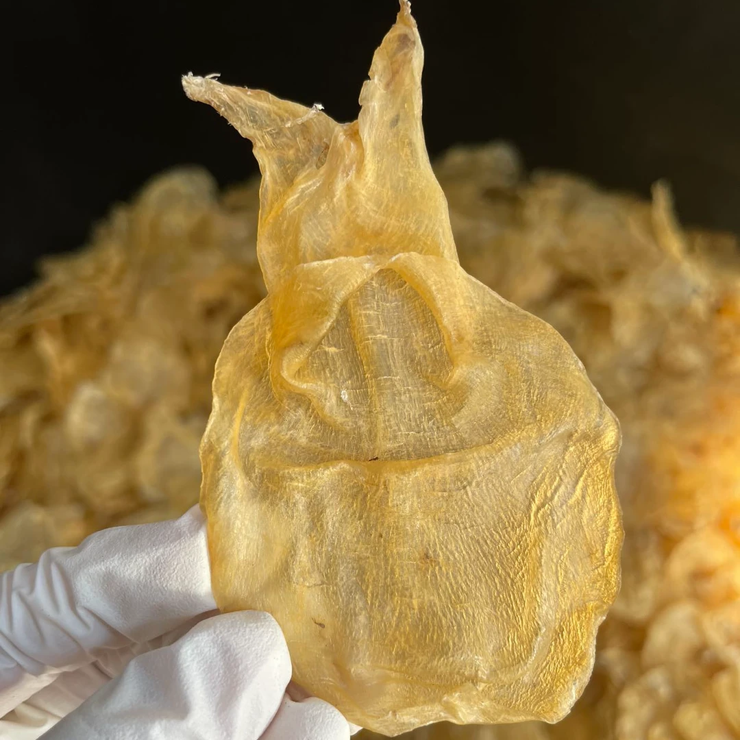 【玉姐精选】60头厚肉精选人字纹甲肚蜘蛛胶胶质好!