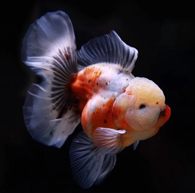 百褶泰狮金鱼与兰寿金鱼冷水观赏鱼苗好养耐活