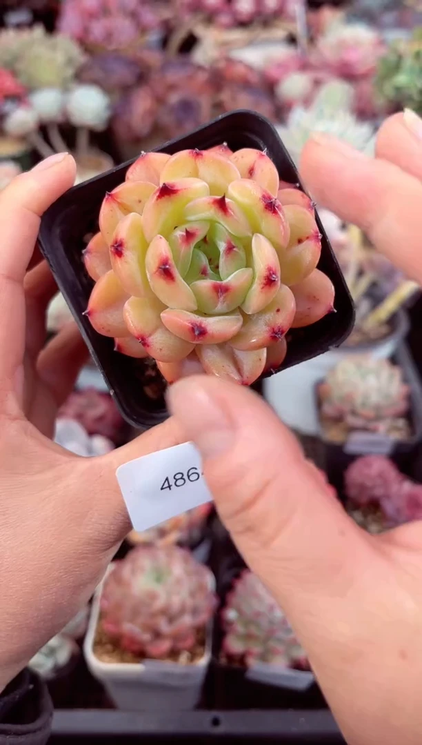 【闪购商品】4864单头绿心多肉