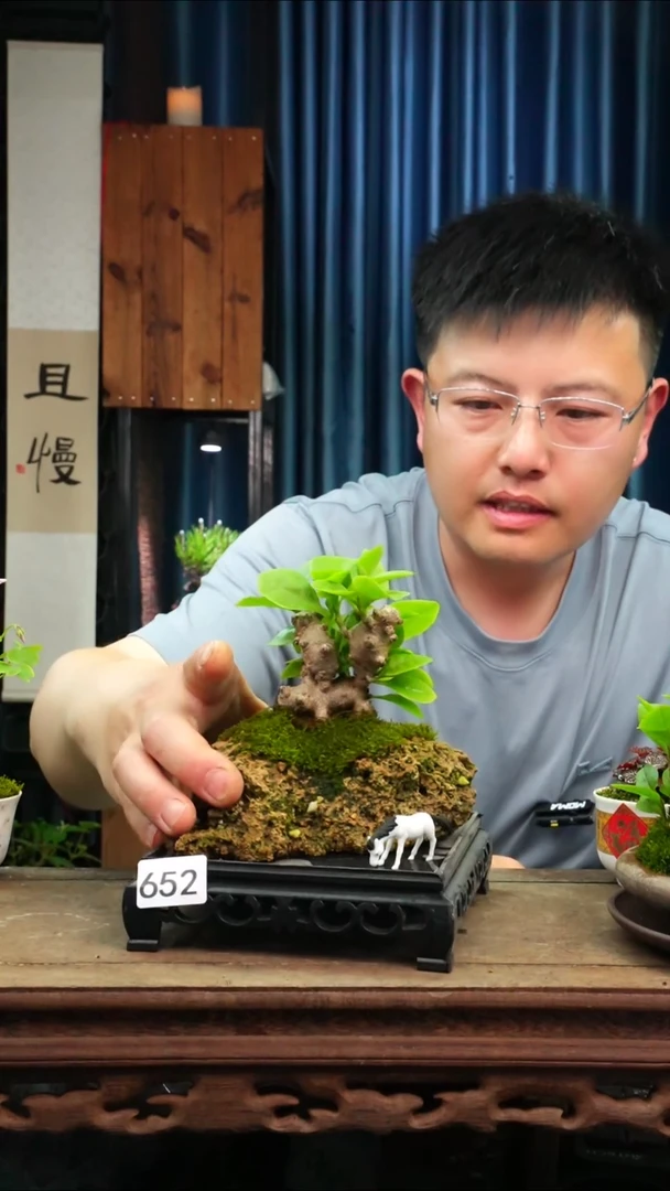 无花朵苔藓微景观652号