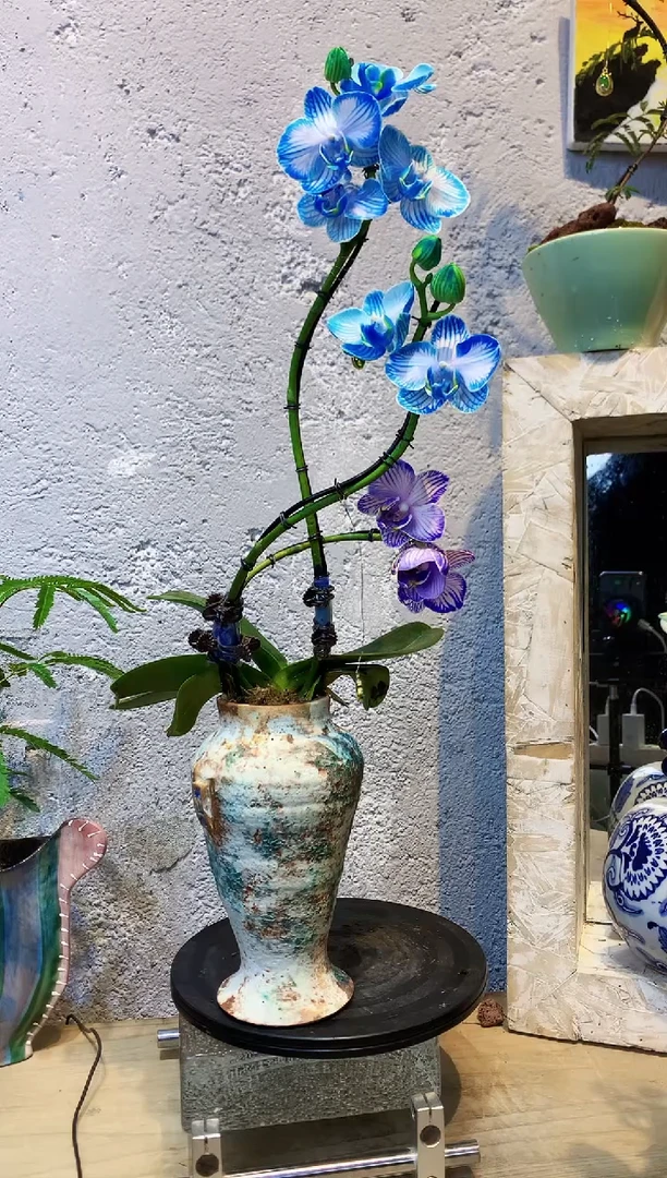 大部分花苞少量开放51植物杂货店，来淘宝吧
