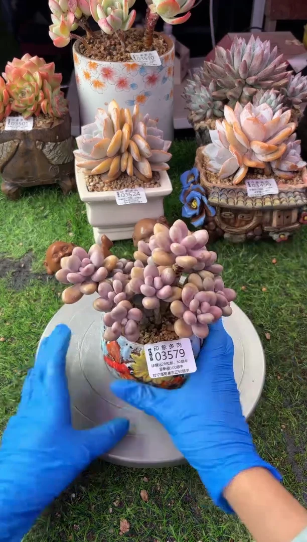 昆明印象多肉03579