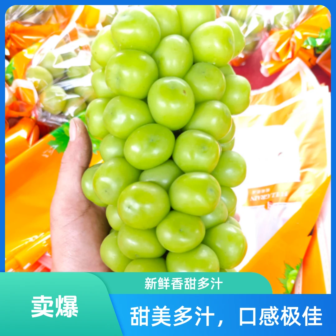 【新疆次日达发京东】葡萄谷现摘阳光玫瑰新疆维吾尔自治区