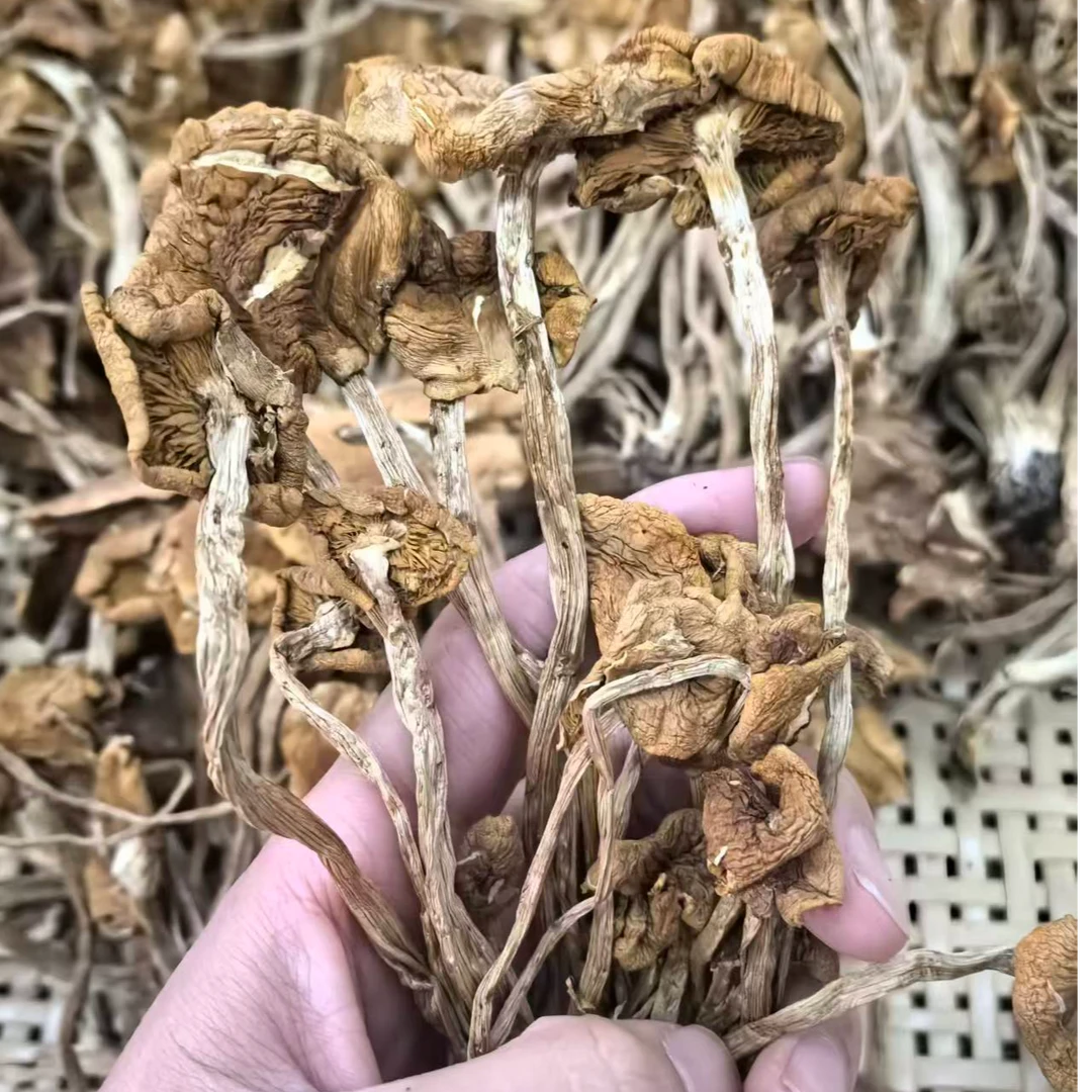茶树菇贵州农家菇炖汤煲汤营养茶树菇