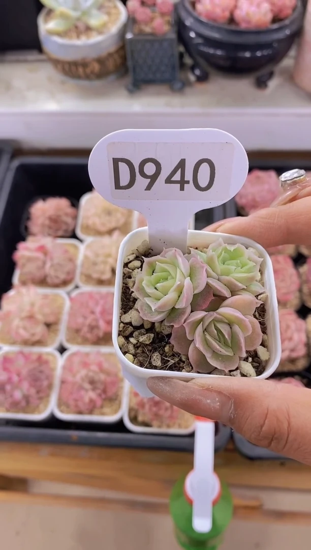 【闪购商品】D940-三头虾饺带盆土