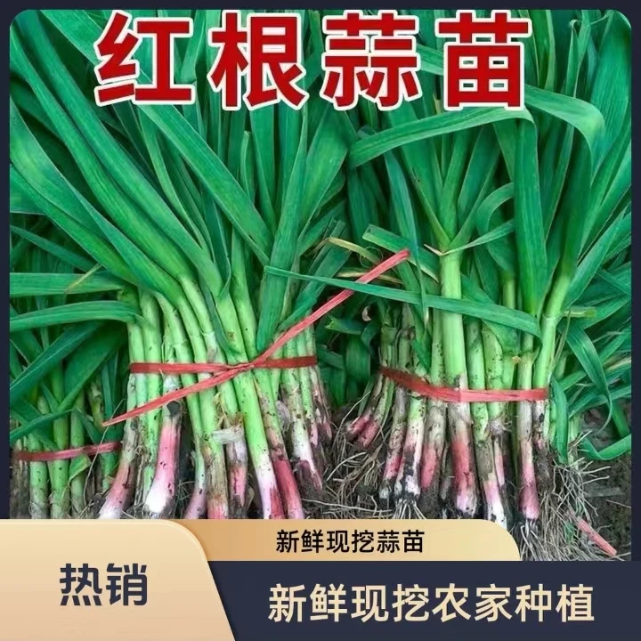 苏北现挖红皮青蒜，新鲜大蒜当季菜农家现挖
