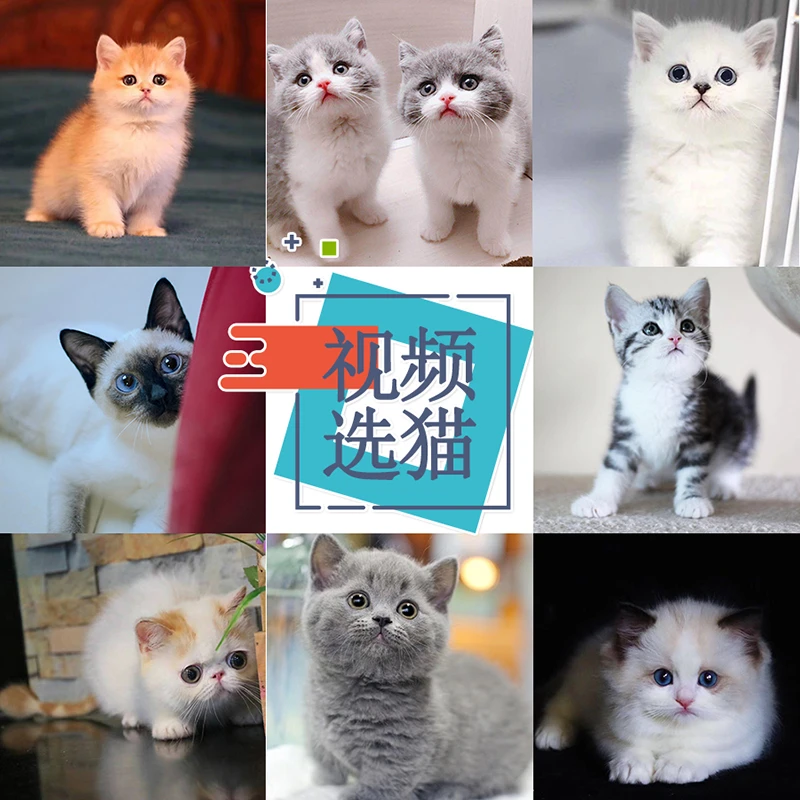 购买宠物猫幼猫活体英短蓝猫蓝白金银渐层美短缅因布偶暹罗加菲猫