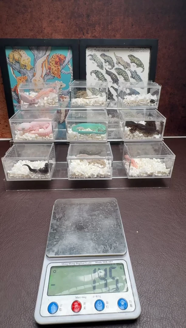 睫角守宫鳞与尾 Scale Tail 爬宠王老板专用