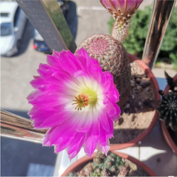 二妹园艺（五头红太阳 落地自根）好花色仙人球满18包邮随机发