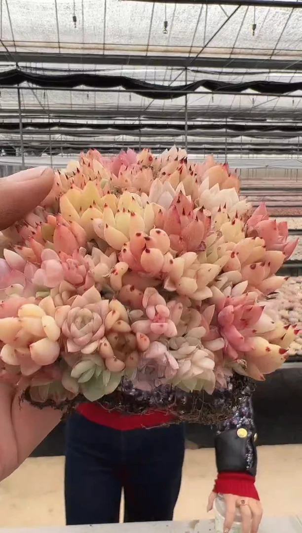 【闪购商品】新款多肉-90（幼稚园）