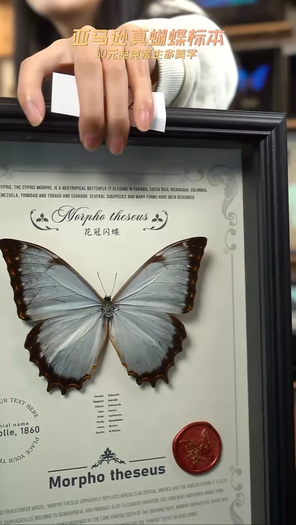 蝴蝶标本摆件竞拍e124