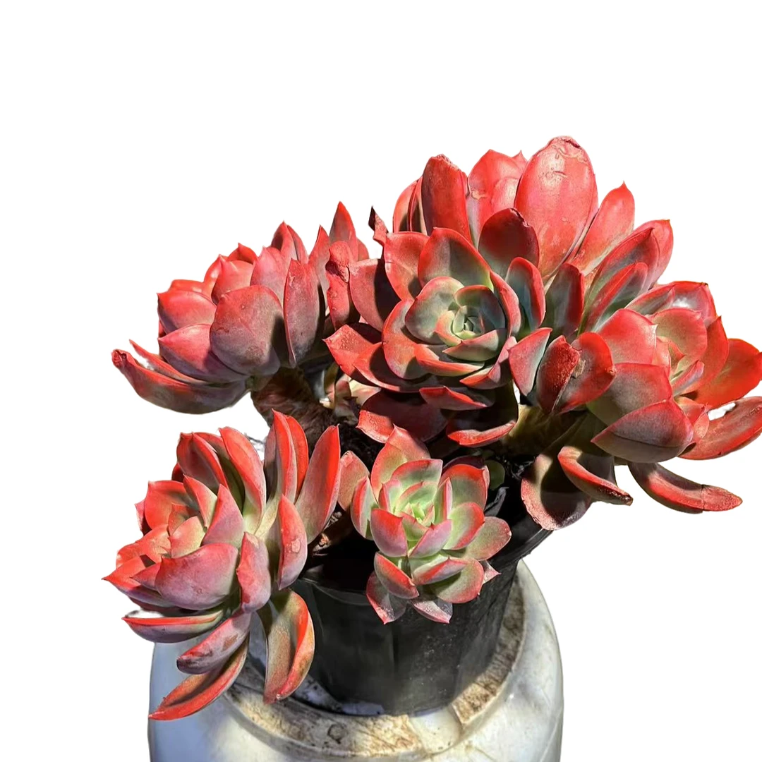 精品多肉 绮罗仙子