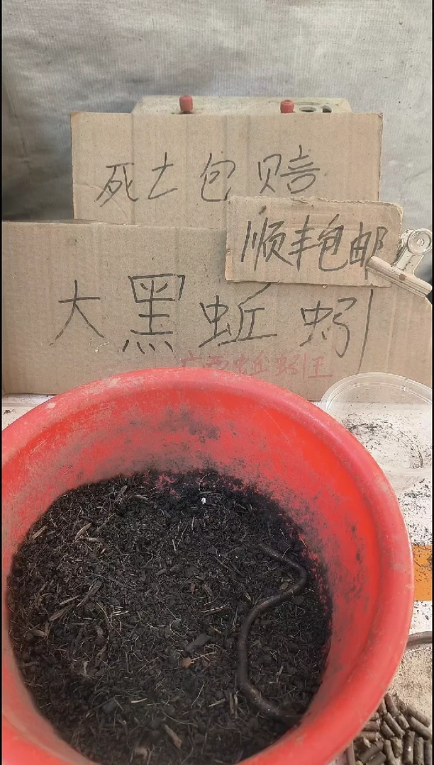 广地龙蚯蚓活饵鱼饵