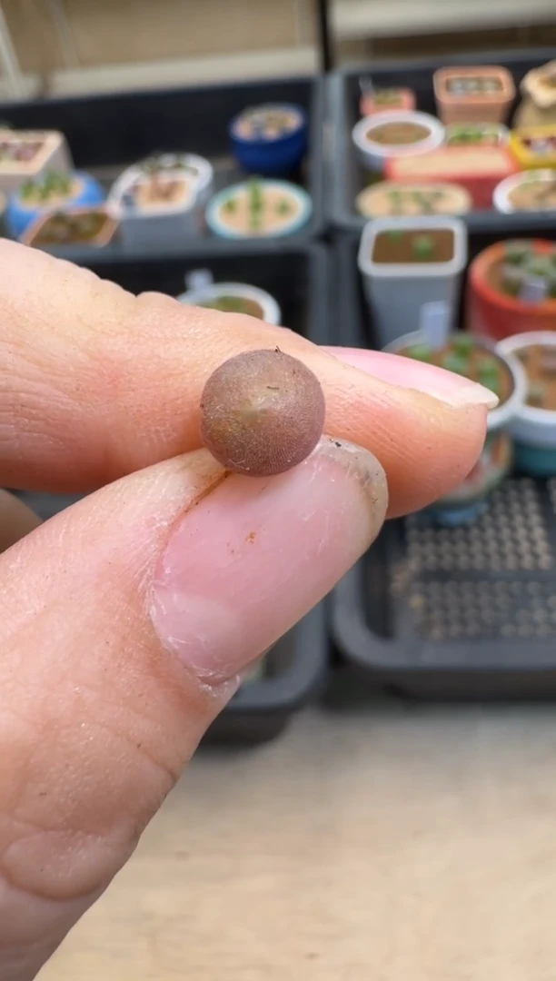 【闪购商品】7-610