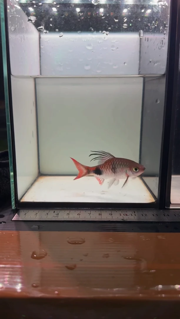 海水鱼克里11111