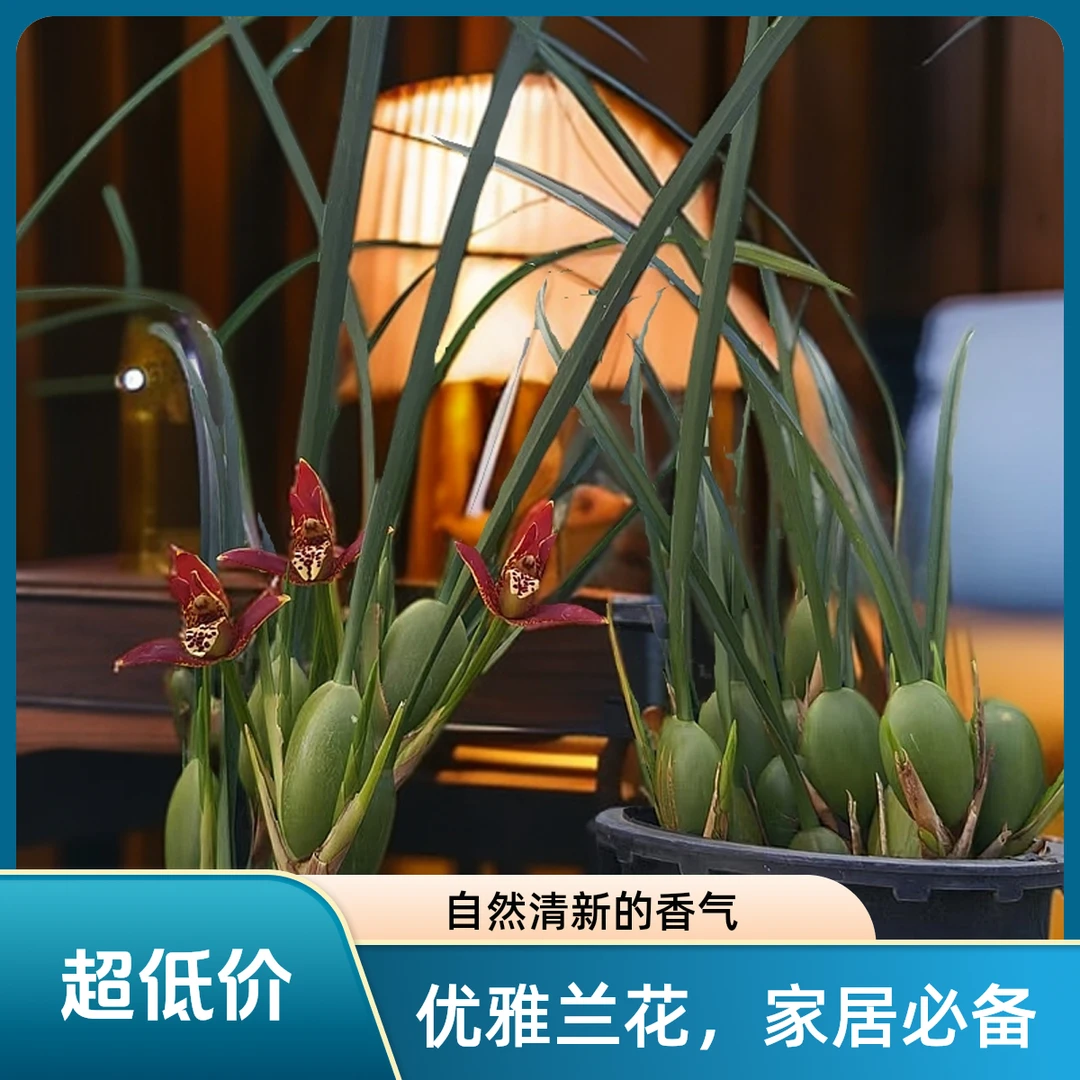 咖啡椰子奶香咖啡兰三年苗基地直发好养易活