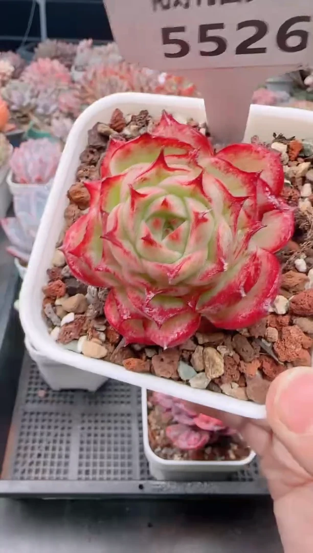 【闪购商品】5526.