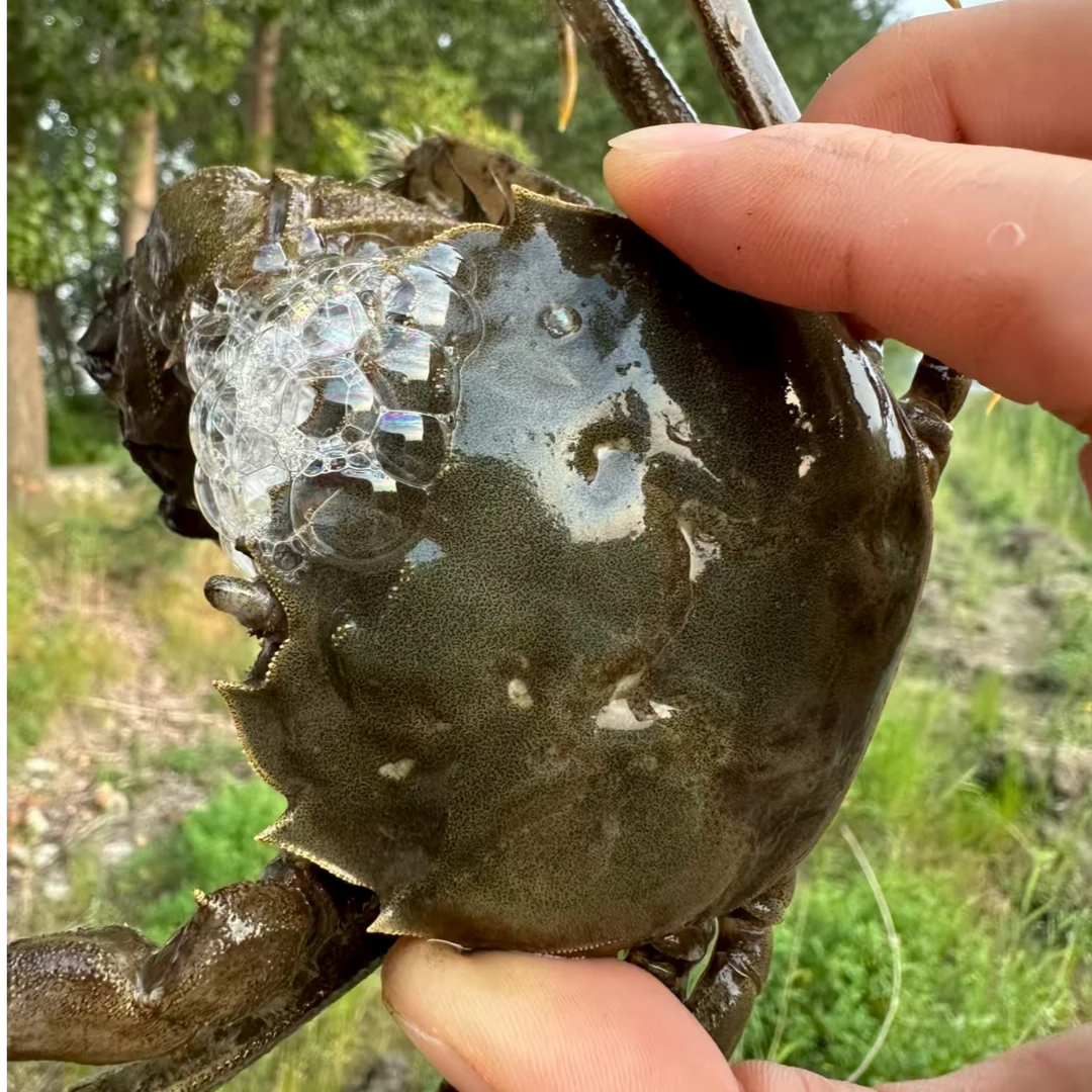 盘锦河蟹母蟹3斤每只1.3~1.6两21只左右