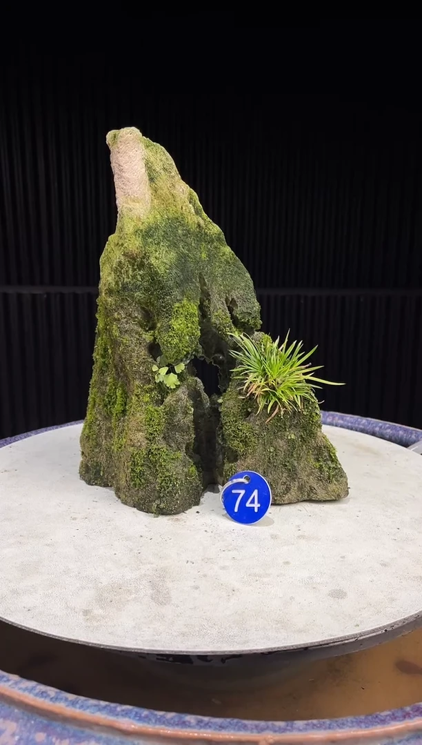 74造型吴定石一物一拍专属