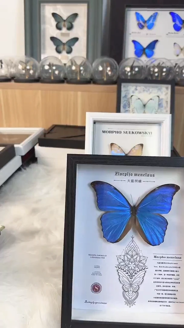 蝴蝶标本真实天然