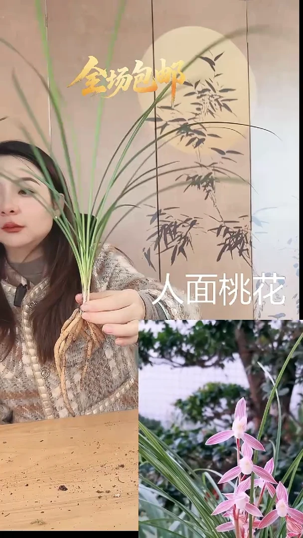 当前无花栽培后可以开花：人面桃花