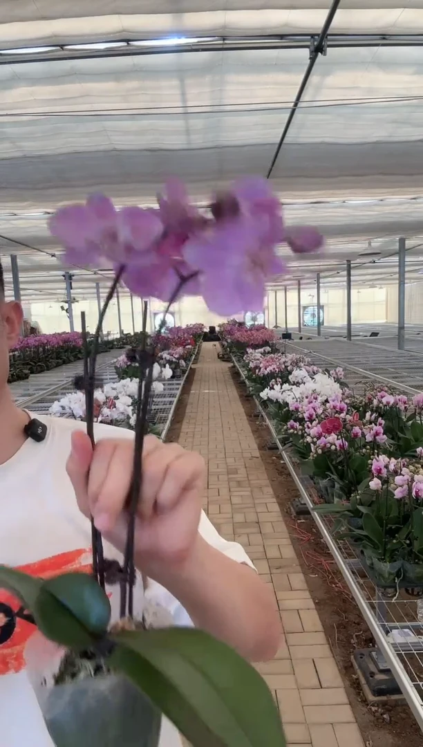 完全开放粉月亮 双花剑 一颗