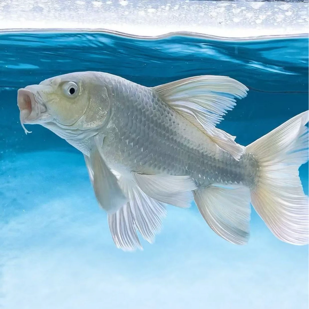 九零蝴蝶鲤直播间一鱼一价收到货拍开箱视频退单拉黑