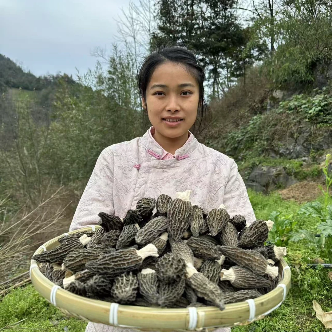 高山头茬羊肚菌干货煲汤火锅食材