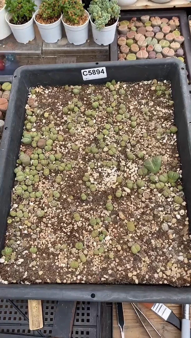 5894直播一物一拍