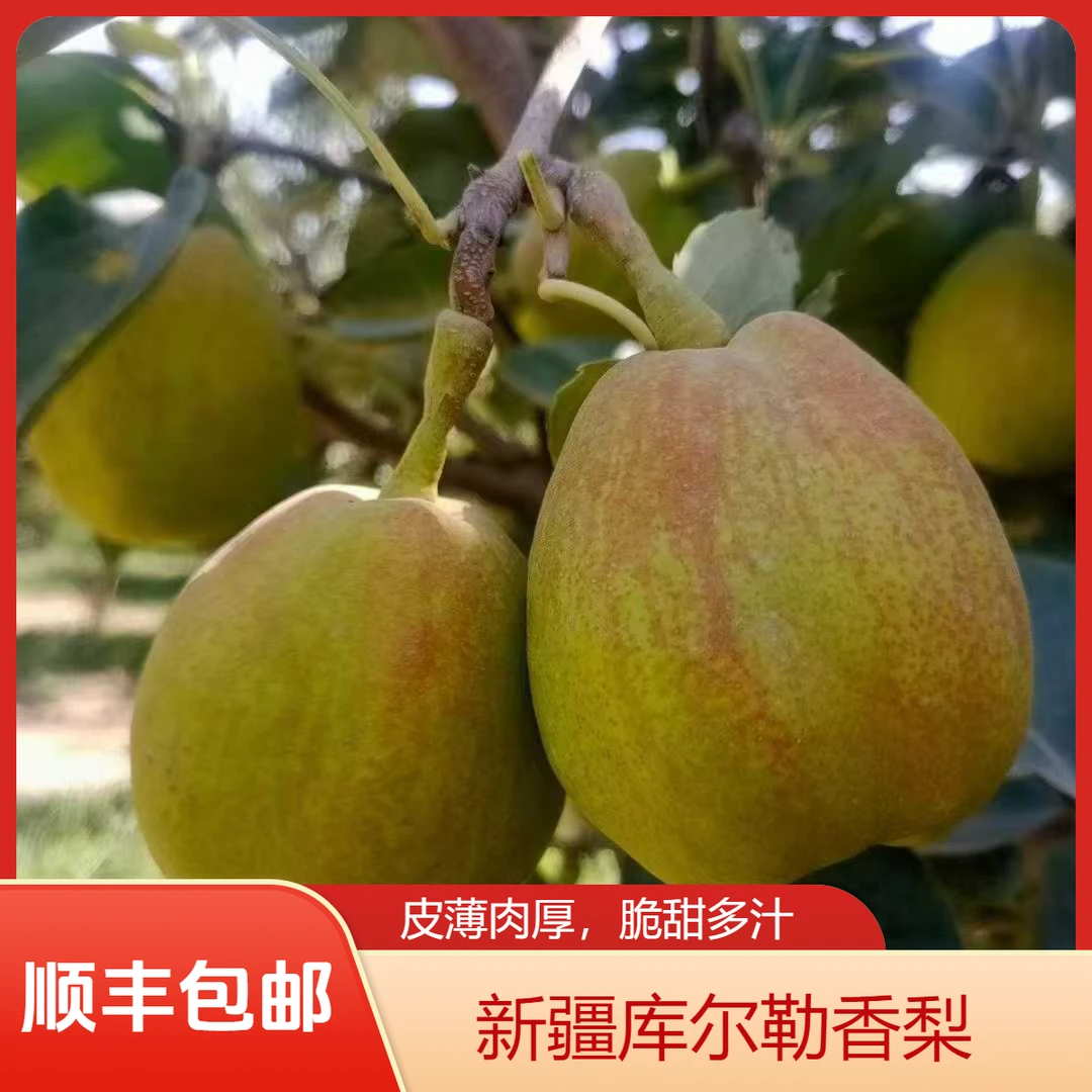【疆十五】【顺风包邮】新疆库尔勒香梨8斤/12斤 核心产区 皮薄香甜
