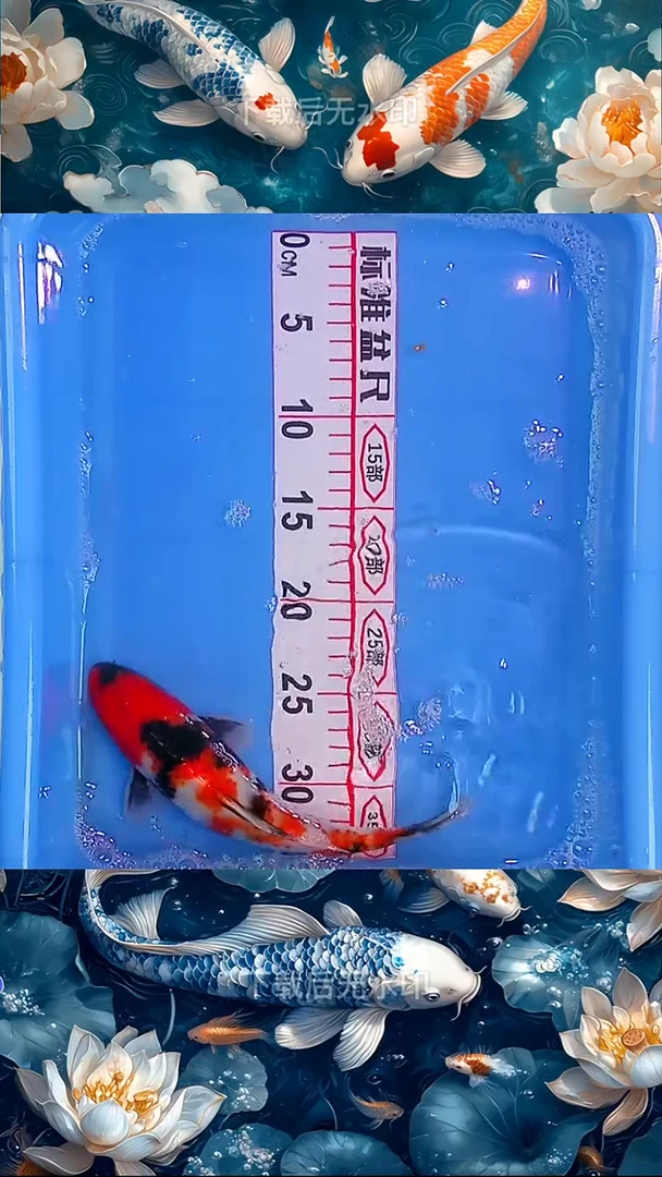 海水鱼锦鲤观赏鱼冷水淡水18