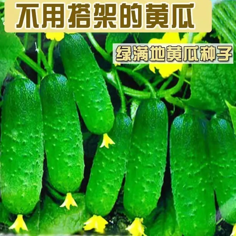唐山秋瓜水果黄瓜节节瓜高产小黄瓜地载阳台盆栽菜籽黄瓜籽种子