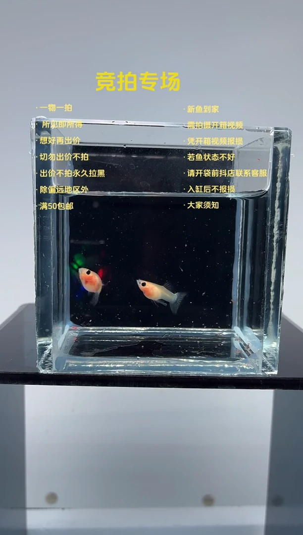 孔雀鱼极光幻彩一对-19