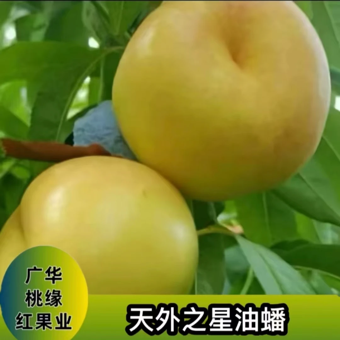 天外之星油蟠 秋后落叶发苗