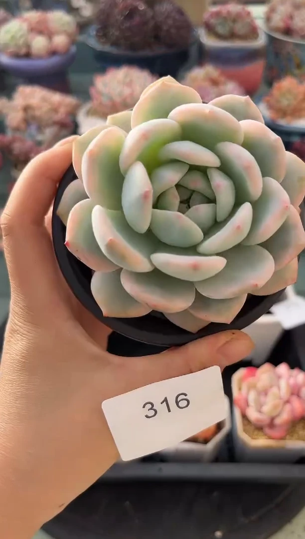 316单头梦露锦多肉