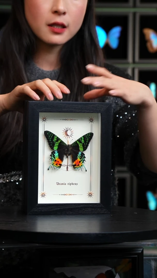 太阳蛾图腾款7寸竖框