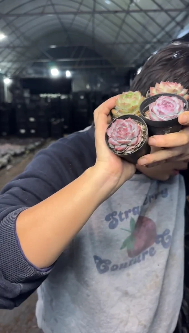 精品杂带盆土（挑不同）4颗 5