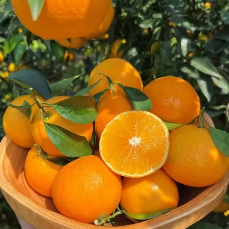 [家庭装]象山红美人果冻橙