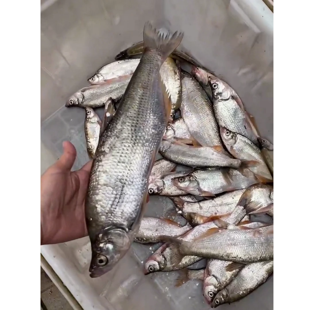 水库纯野生翘嘴鱼下单现杀没有冻货每条都是早晨现捉的鱼顺丰发货