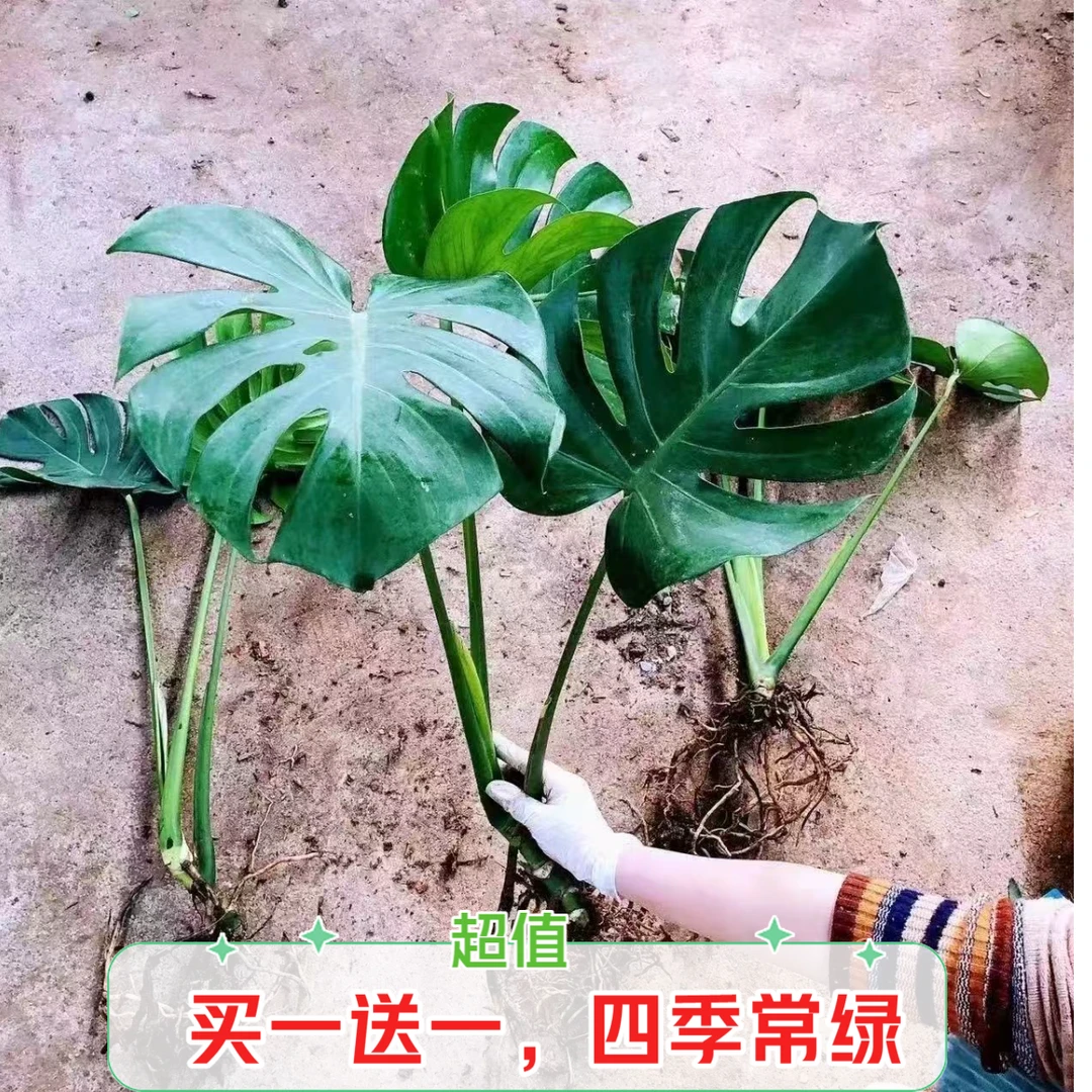 特价【龟背竹买一送一】四季常青室内花卉客厅绿植盆栽养活净化空气