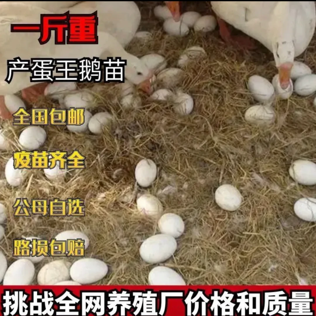 宠物鹅一斤三花鹅苗白鹅活苗大白鹅产蛋活体脱温鹅苗
