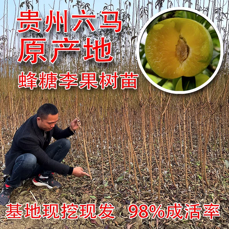 嫁接蜂糖李苗原产地直发品质正宗