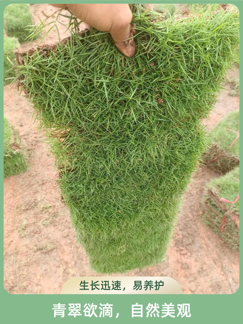 带泥土真草坪基地直销马尼拉四季青草皮小叶庭院绿化适用女贞树